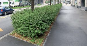 Foto einer geschnittenen Hecke im Strassenraum.