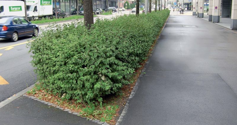 Datei:Geschnittene Hecke.jpg