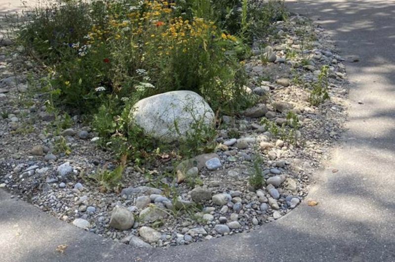 Datei:Beispiel Ruderalfläche 2.jpg