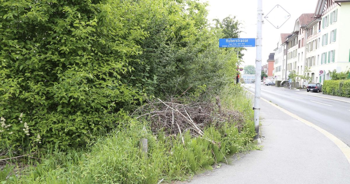 Foto einer Wildhecke mit Asthaufen an einer Strassenecke.
