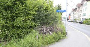 Beispiel Wildhecke.jpg