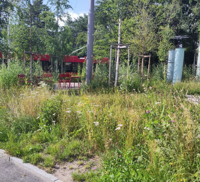 Jungbäume, Sträucher und bunte Wiese mit möblierter Sitzfläche neben Leitungsmasten und Verkehrsflächen.